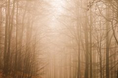 IMG_8780